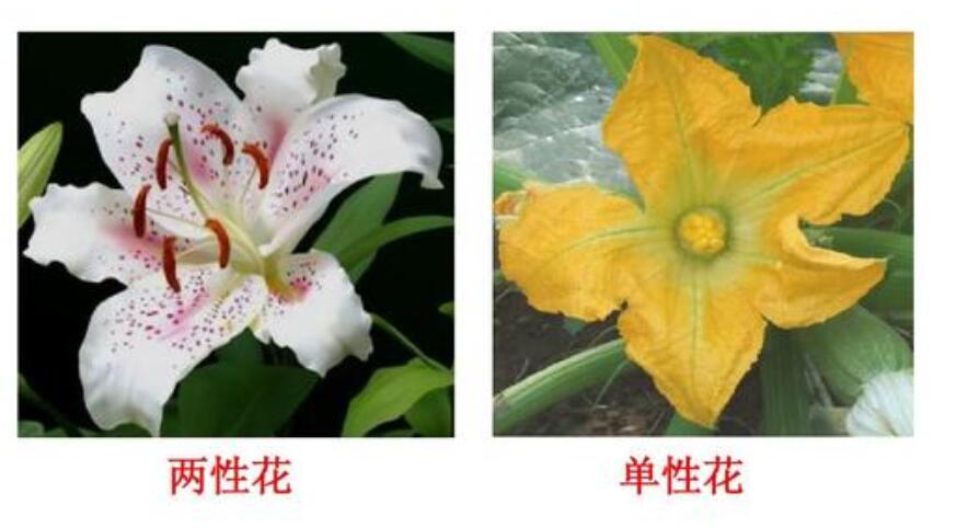 双性花(huā)和单性花(huā).jpg