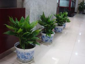 怎样延長(cháng)观果植物(wù)的挂果时间