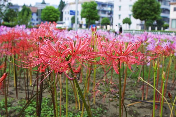 重庆植物(wù)租赁教你冬季如何养护地被植物(wù)