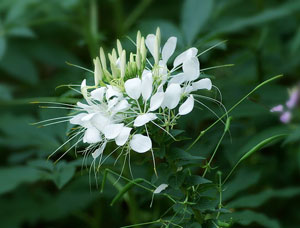 醉蝶花(huā)