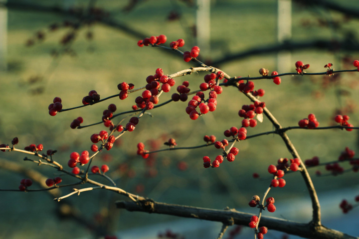 怎样让家里的花(huā)草(cǎo)抵御寒冷天气