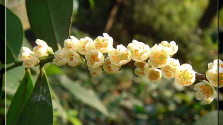 养花(huā)人一定要知道的植物(wù)养护常识