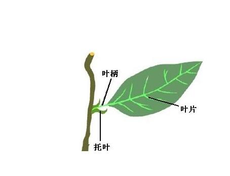 叶柄是植物(wù)身上那个部位？