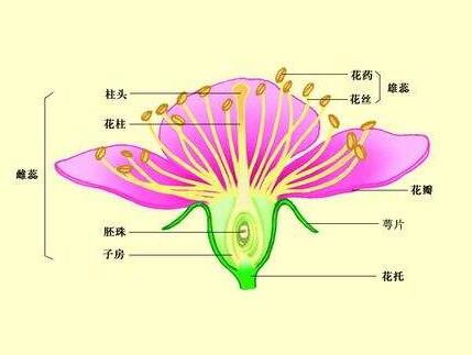 双性花(huā)和单性花(huā)的區(qū)别