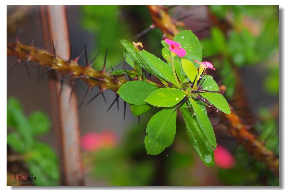 养得好好的花(huā)儿為(wèi)啥突然凋零了？