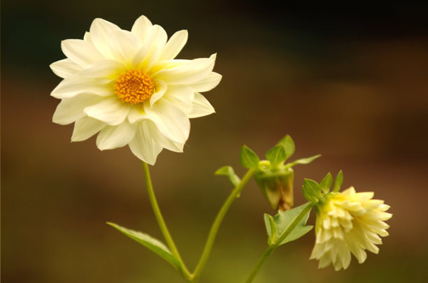 给花(huā)卉施肥的注意事项有(yǒu)哪些？哪些阶段花(huā)卉不适合施肥？