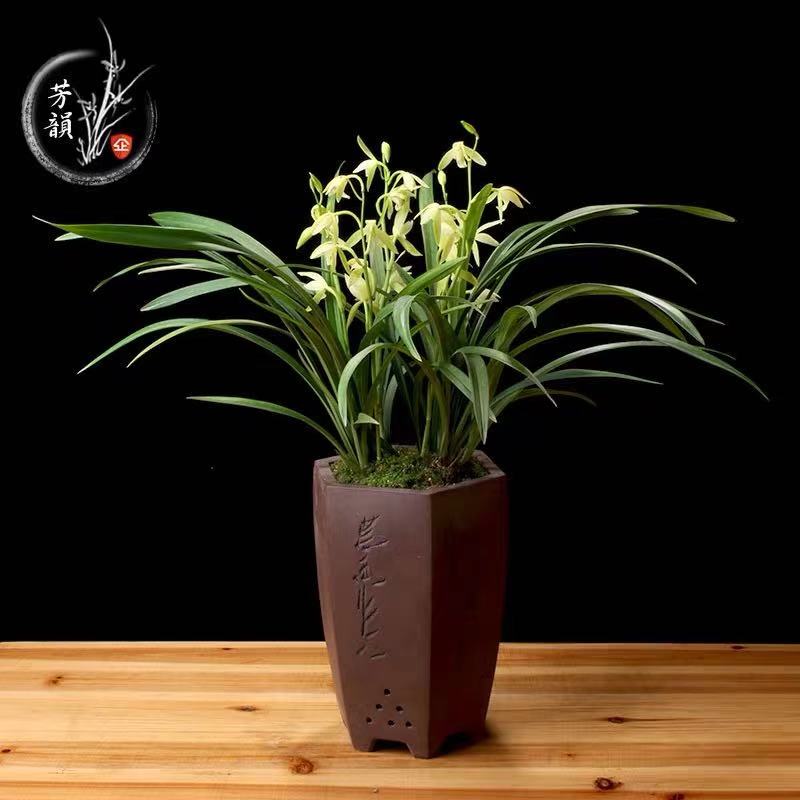 植物(wù)租赁——兰草(cǎo)的养护技巧